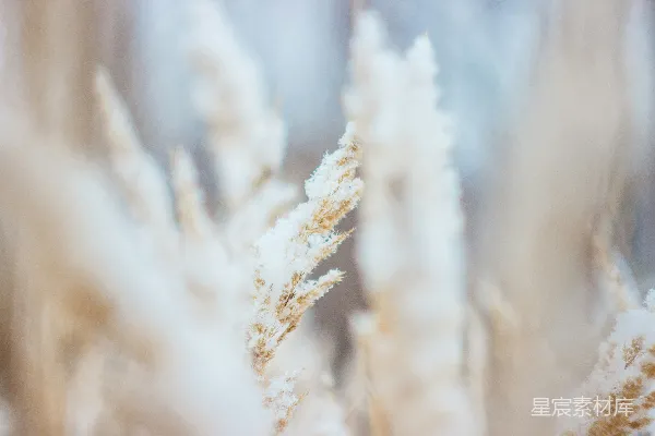 高清摄影 冬日雪景中的干草