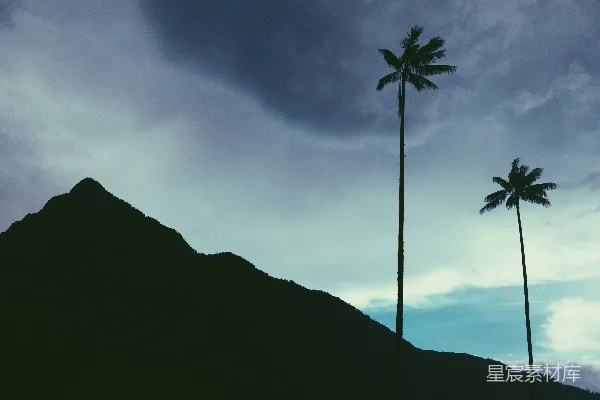高清摄影 棕榈树与山的剪影