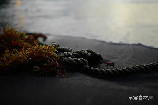 高清摄影 海滩上的绳索与海藻