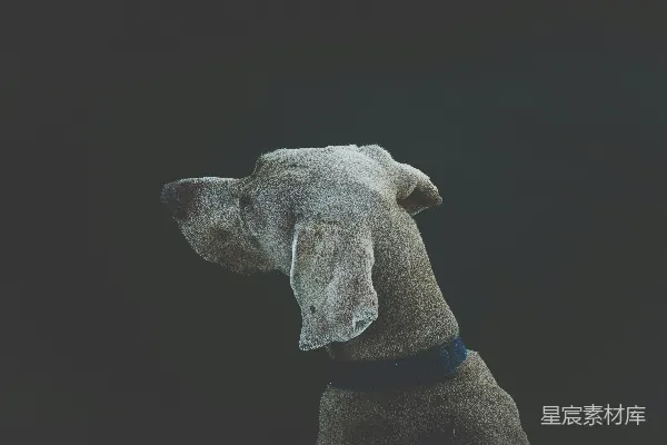 高清摄影 侧身凝视的狗狗