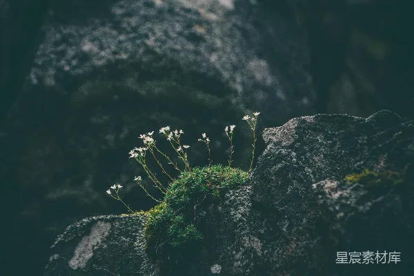 高清摄影 岩石上的小花