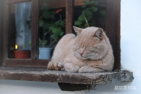 高清摄影 窗边的午睡时光