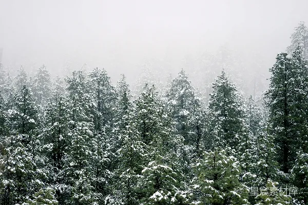 高清摄影 冬日雪景中的松树林