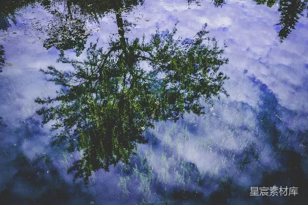高清摄影 树影倒映在湖面上的宁静时刻