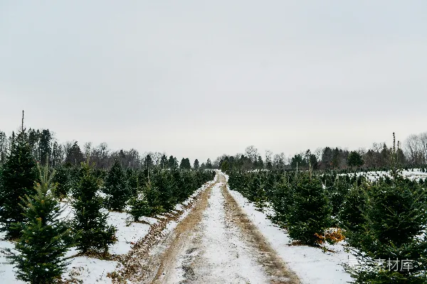 高清摄影 冬日雪地中的松树农场