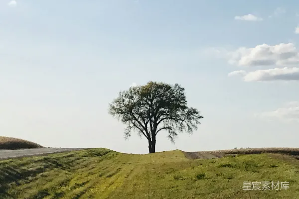 高清摄影 草原上的孤独树