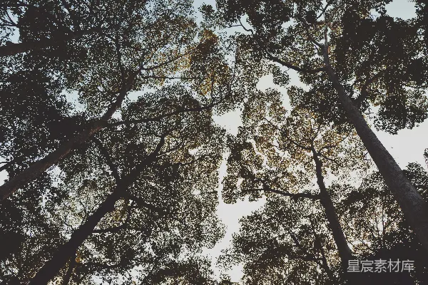 高清摄影 树冠下的光影
