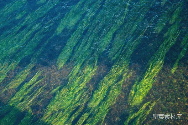 高清摄影 碧绿海藻在清澈海水中的舞动