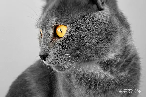 高清摄影 灰色猫的眼睛：引人注目的黄色