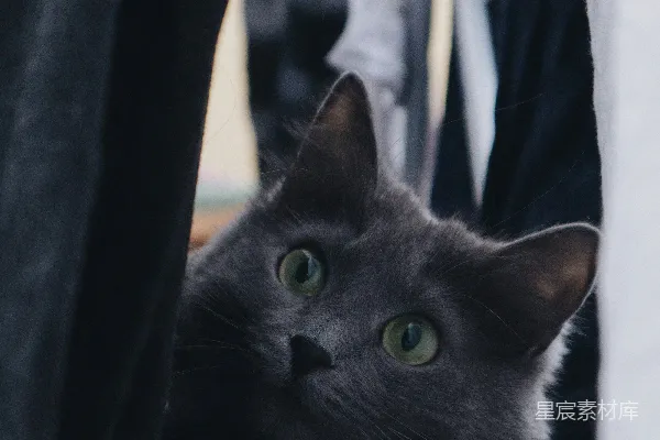 高清摄影 窗外的黑猫