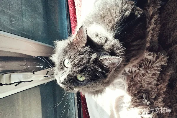 高清摄影 阳光下的猫咪