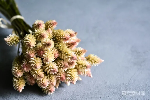 高清摄影 淡雅花束：自然与艺术的完美结合