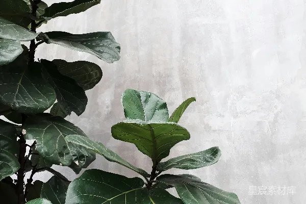 高清摄影 琴叶榕与简约墙面