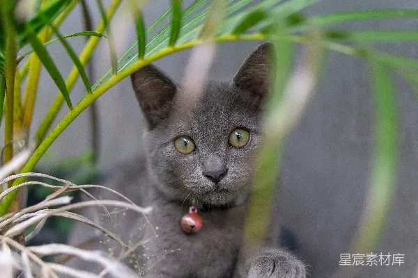 高清摄影 灰猫宝宝的萌动瞬间