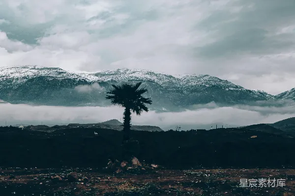 高清摄影 孤寂的棕榈树：山间云海中的静谧一景