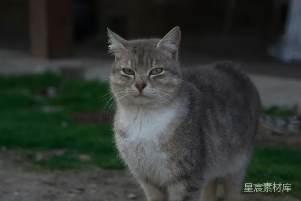 高清摄影 灰白相间的猫