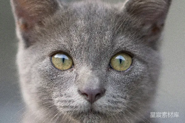 高清摄影 灰色猫咪的特写