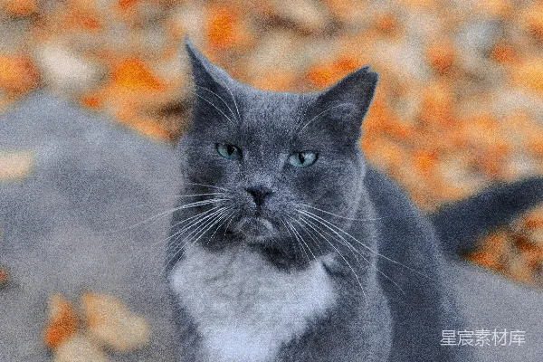 高清摄影 灰猫的凝视