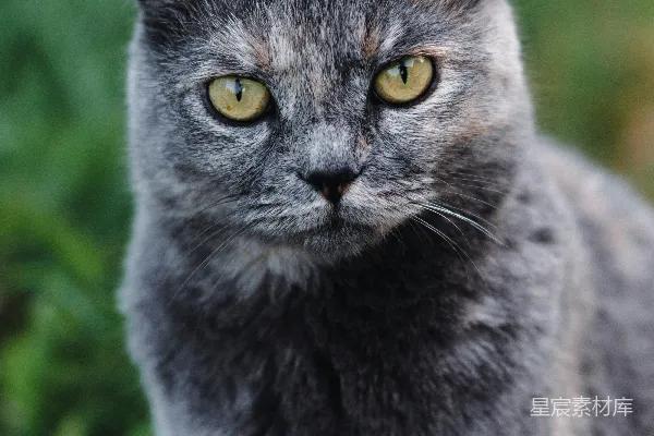 高清摄影 迷人灰猫的特写肖像