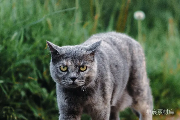 高清摄影 灰色条纹猫在户外散步