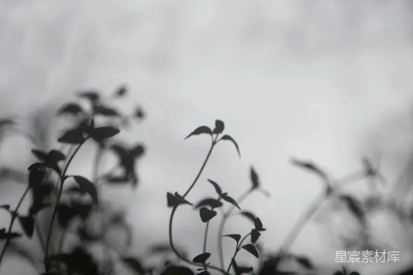 高清摄影 雾中植物剪影