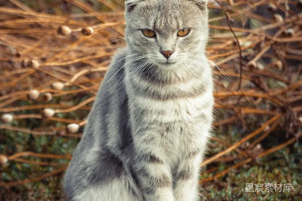 高清摄影 户外的苏格兰折耳猫