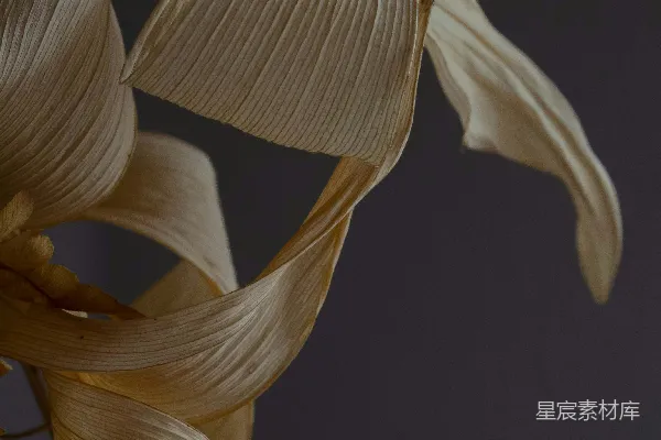 高清摄影 自然之美：干花的优雅曲线