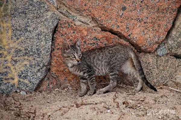 高清摄影 岩石旁的小猫