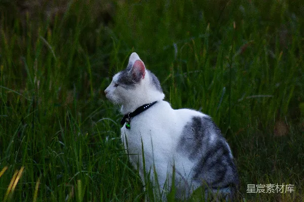 高清摄影 草地上的猫咪