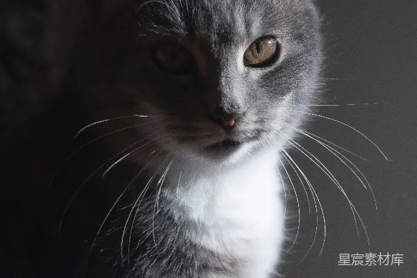 高清摄影 灰白相间的猫咪特写