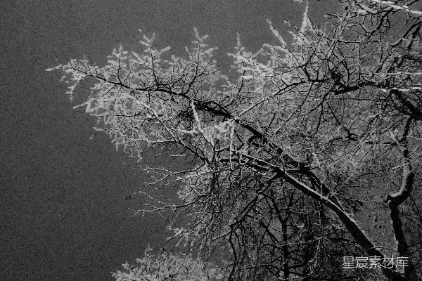 高清摄影 冬日雪景中的树枝