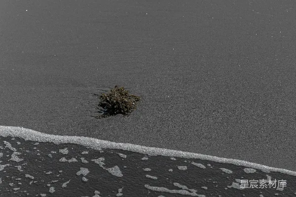 高清摄影 孤独的海藻
