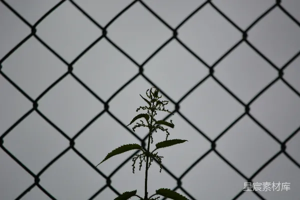 高清摄影 铁丝网与植物的剪影