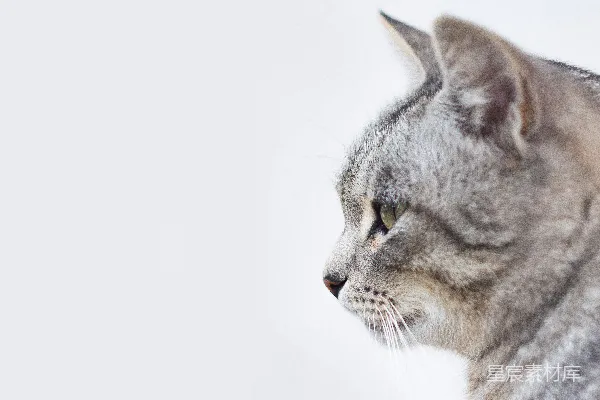 高清摄影 沉思的猫