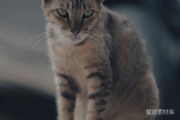 高清摄影 静谧的猫咪