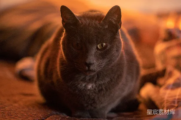 高清摄影 温暖晨光中的猫