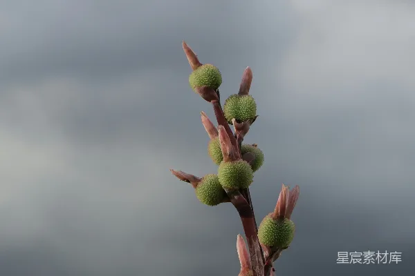 高清摄影 花蕾与云海