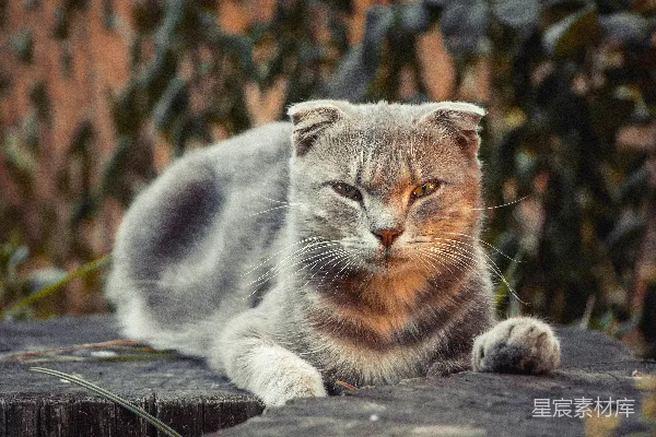 高清摄影 沉思的猫