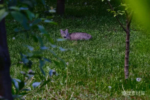 高清摄影 草丛中的猫