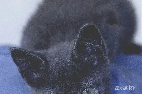 高清摄影 黑猫的凝视