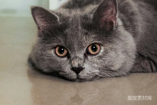高清摄影 灰色猫咪的凝视