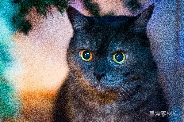 高清摄影 神秘夜色中的黑猫