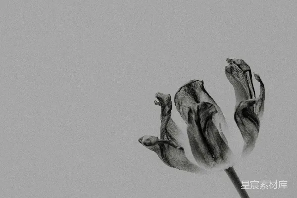 高清摄影 凋谢的花