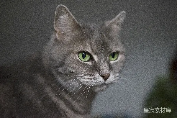 高清摄影 灰猫的特写