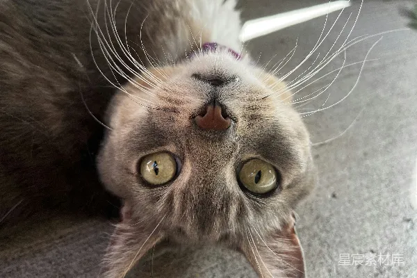 高清摄影 萌宠猫咪的特写