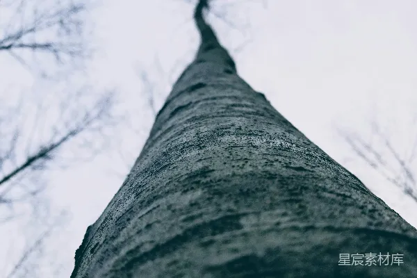 高清摄影 树梢下的树干