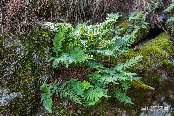 高清摄影 岩石上的蕨类植物