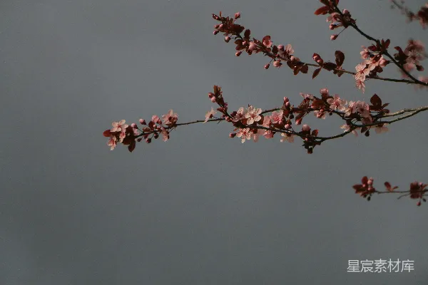 高清摄影 春天的樱花枝头