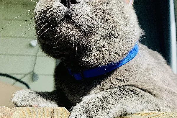 高清摄影 戴蓝色项圈的灰色猫