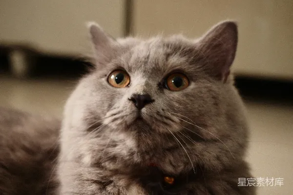 高清摄影 萌宠：灰色小猫的特写